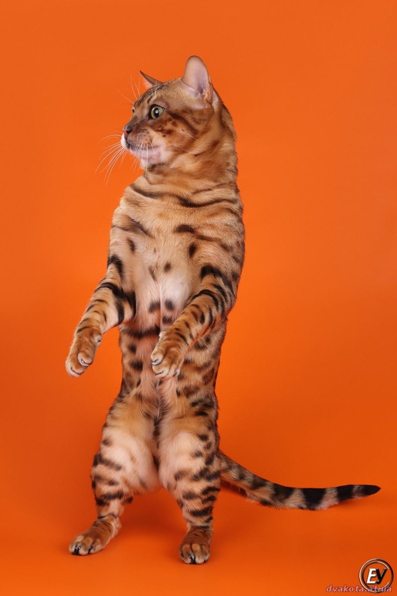 Бенгальская Шотландская кошка