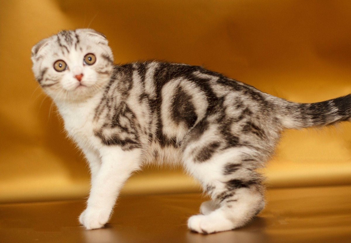 Шотландская вислоухая короткошерстная