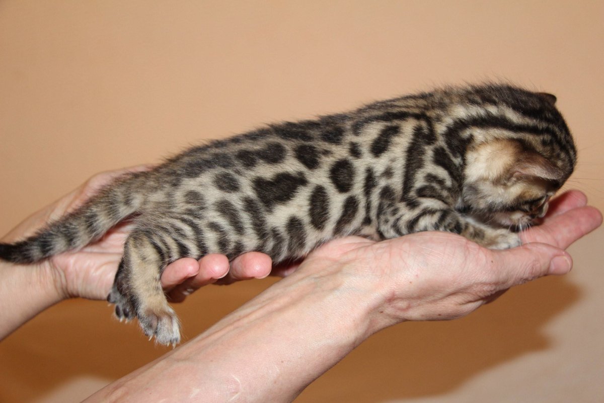 Кошка вислоухая и бенгальские коты