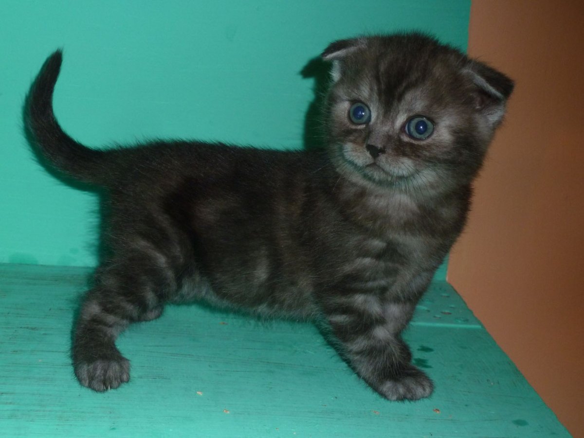 Шотландская вислоухая Бенгальская