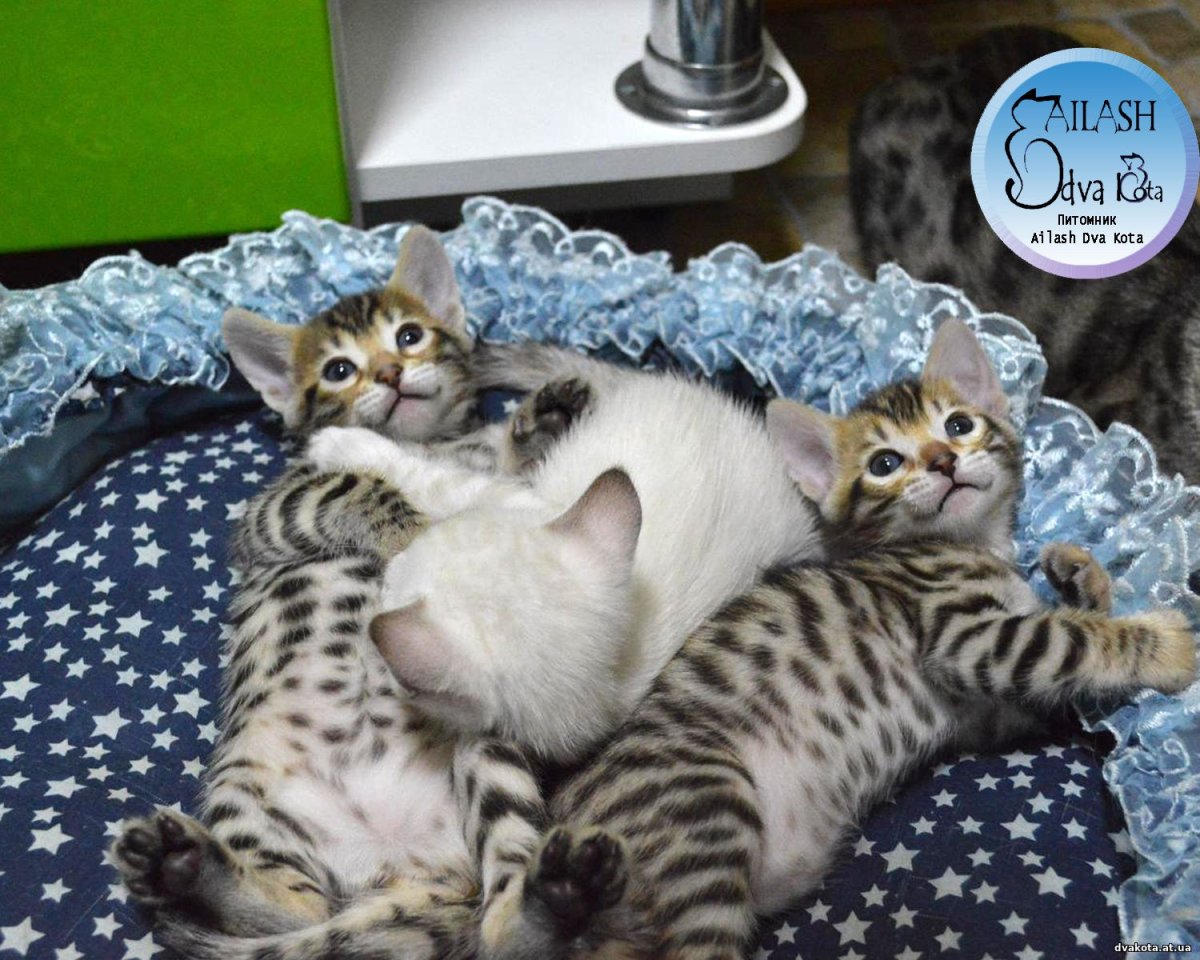 Бенгальская вислоухая кошка