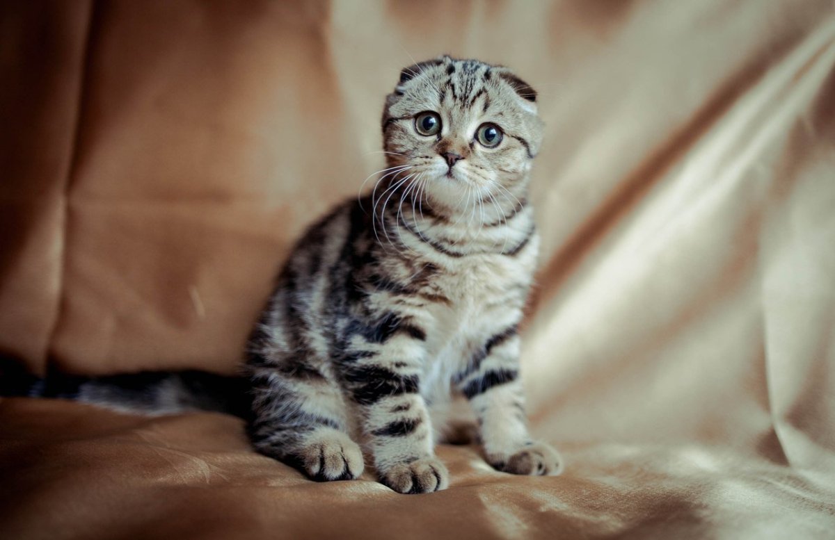 Шотландская вислоухая кошка