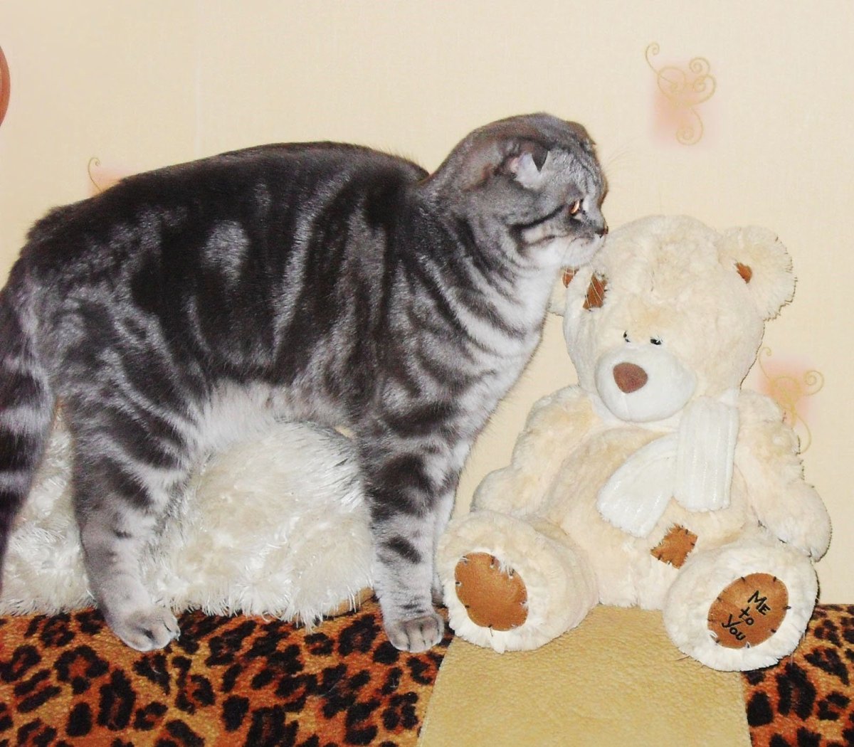 Мраморный шотландский кот вислоухий