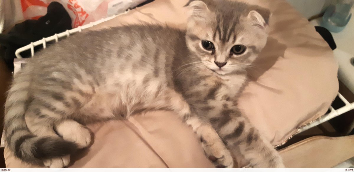 Метис бенгала и шотландца