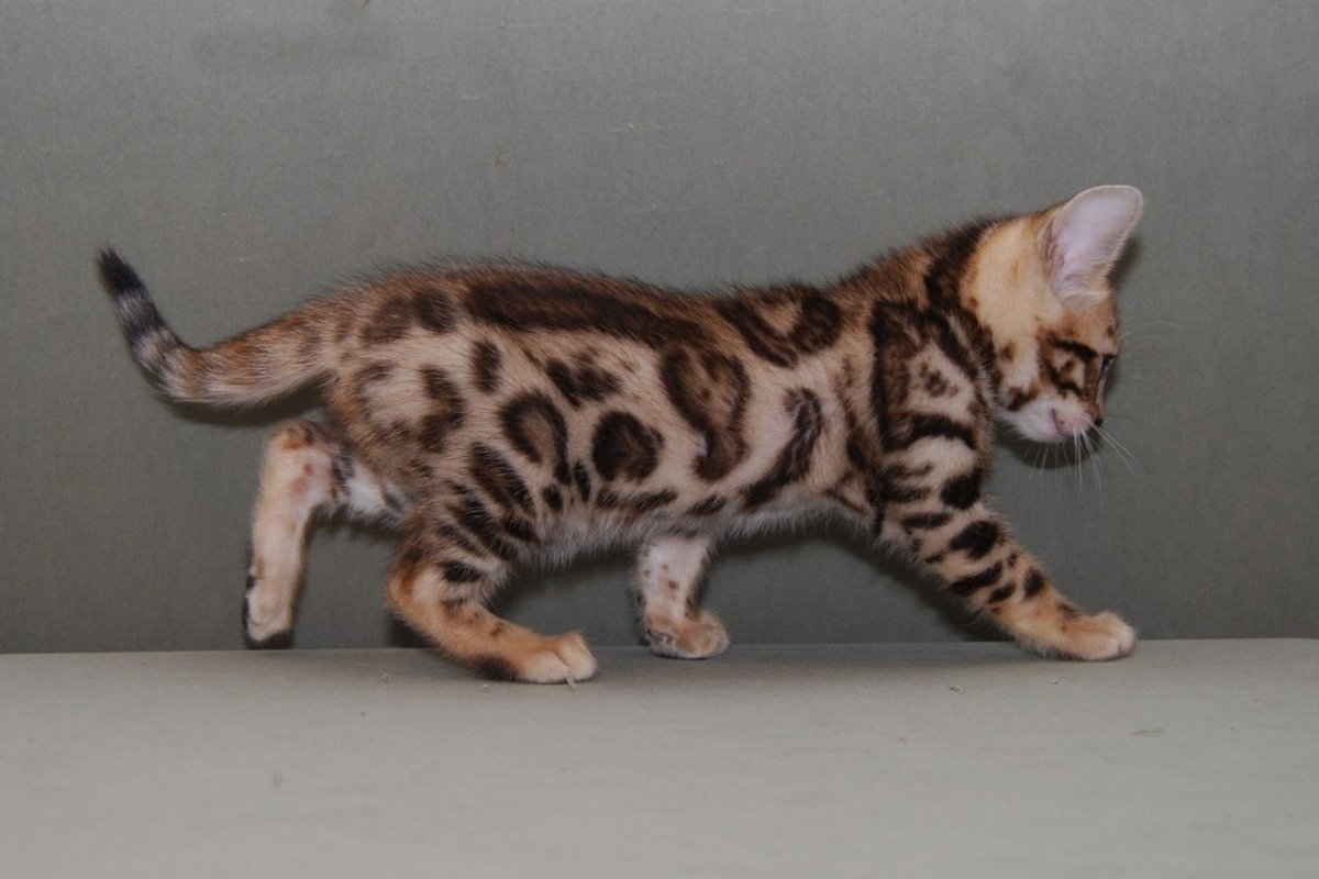 Окрас бенгальской кошки Браун Марбл