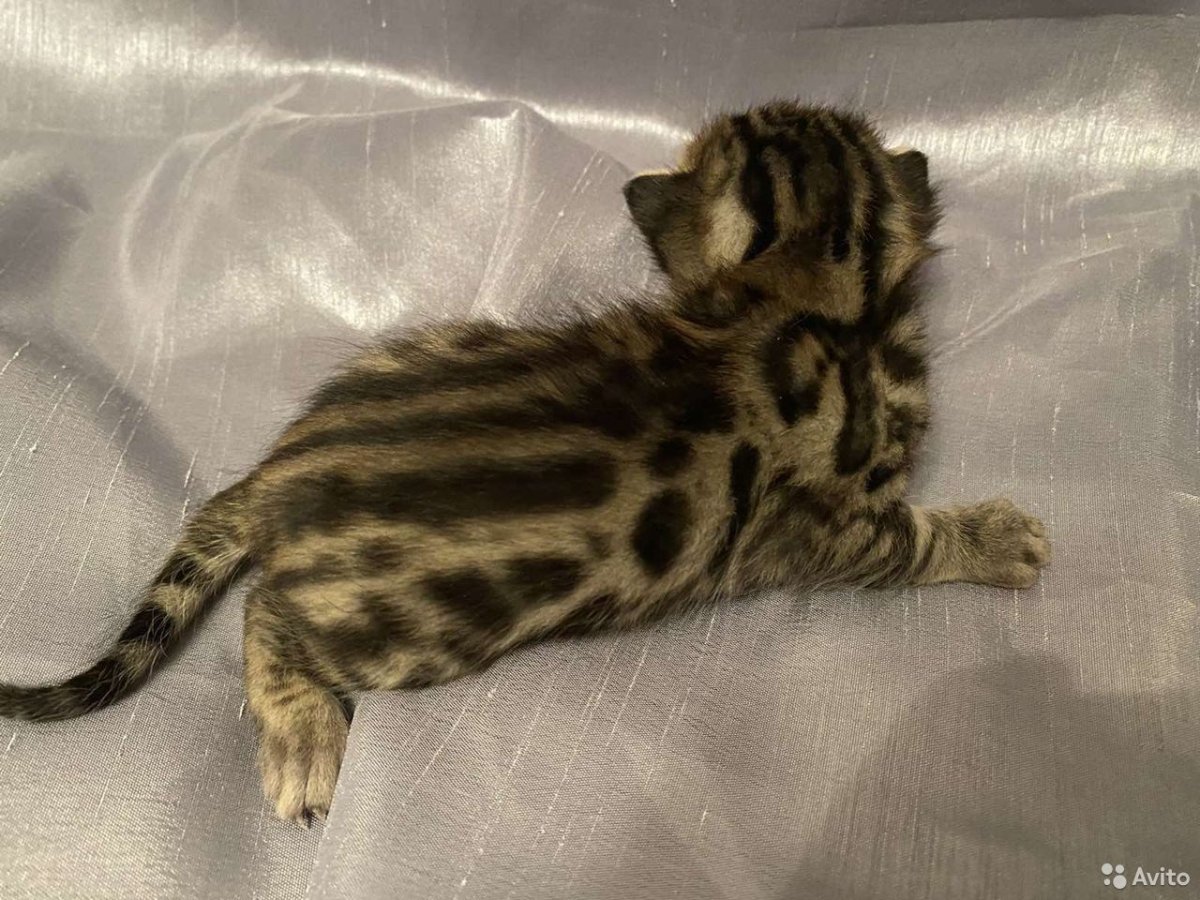 Вислоухий леопардовый