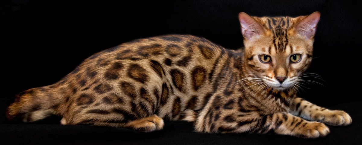 Мраморный бенгальский кот