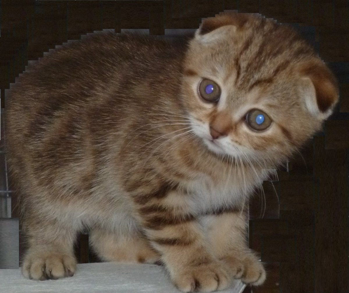 Помесь бенгальский вислоухий кот