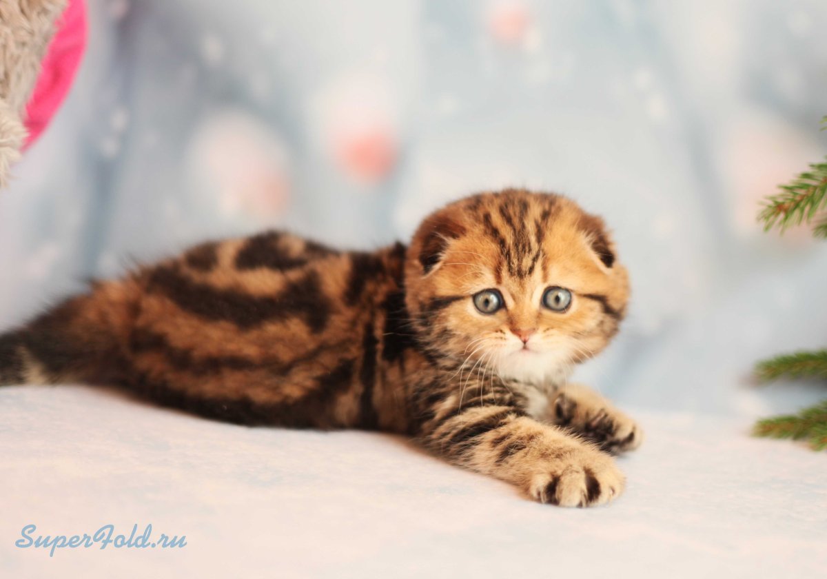 Шотландские вислоухие котята мраморные
