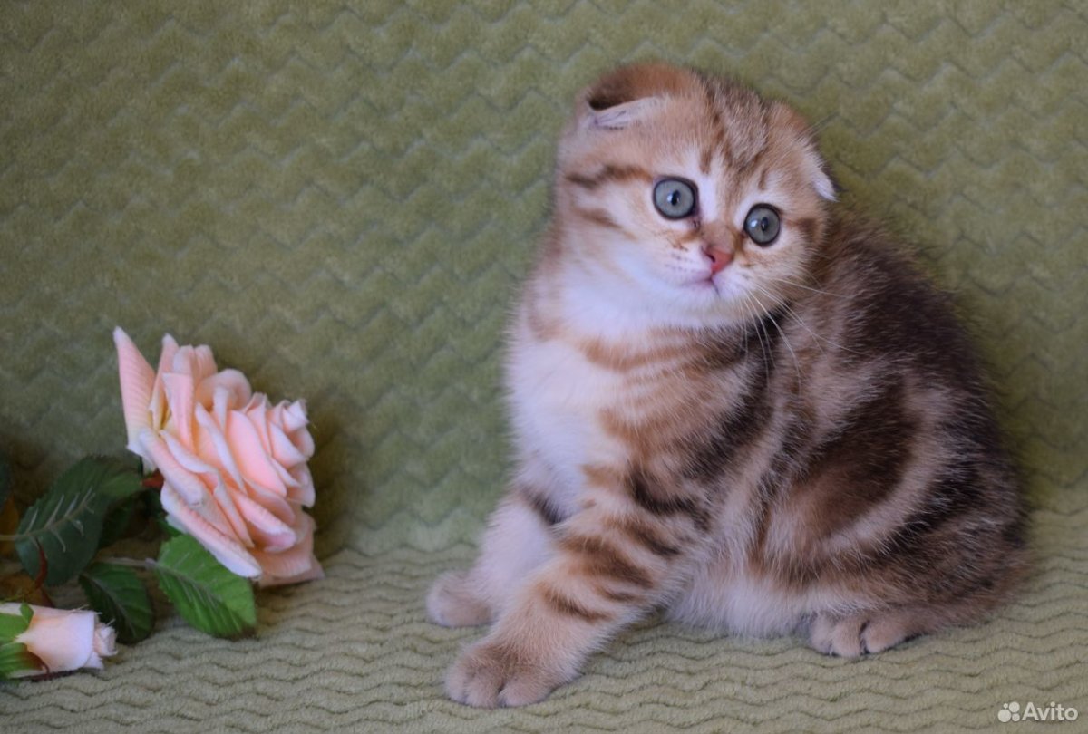 Карамельный шотландец