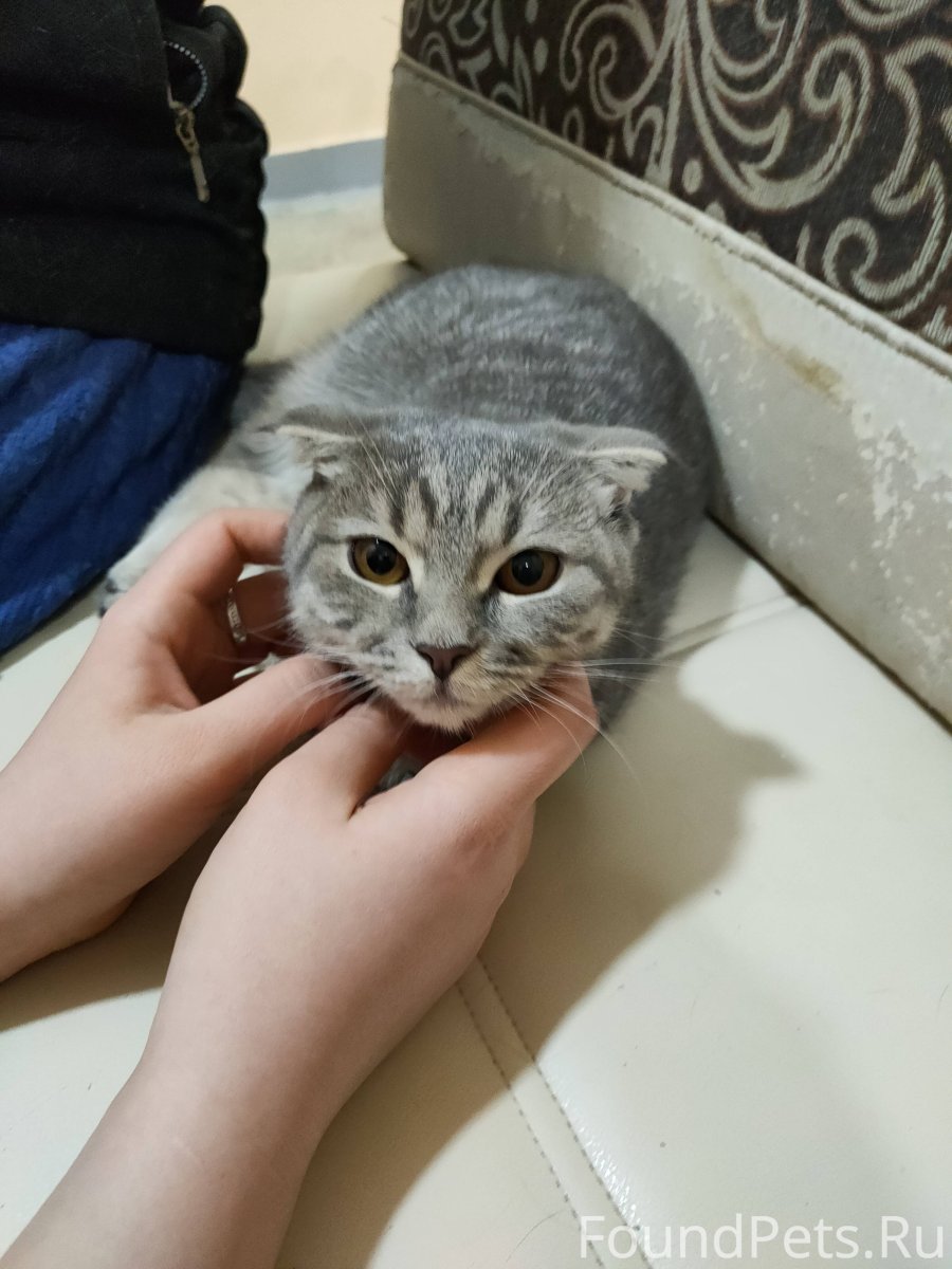 Котенок бесится