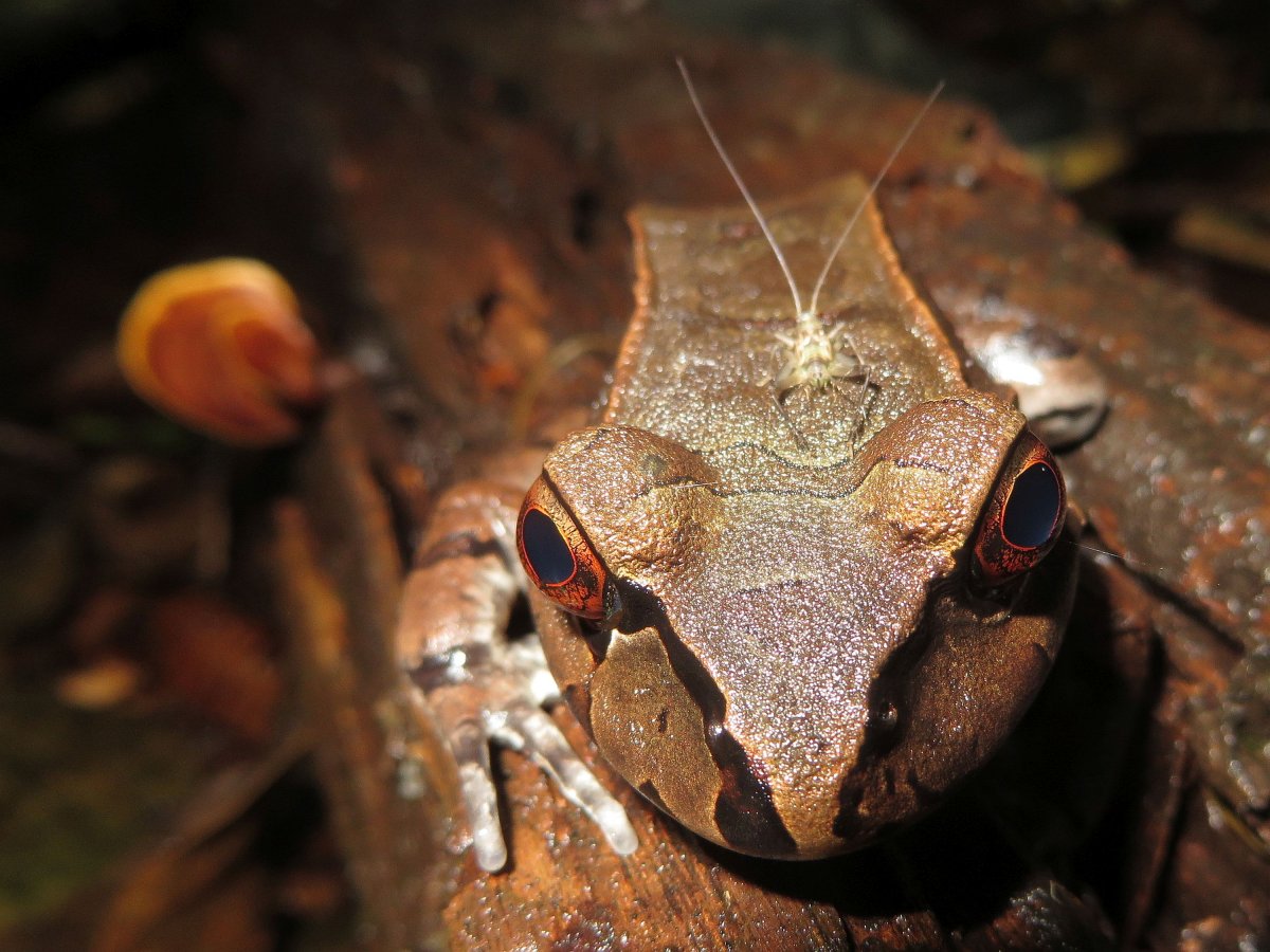 Амфибии амазонки