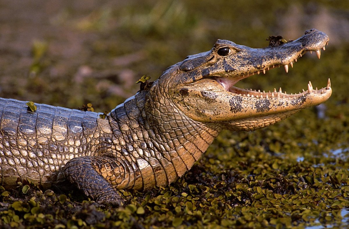 Пантанал фауна