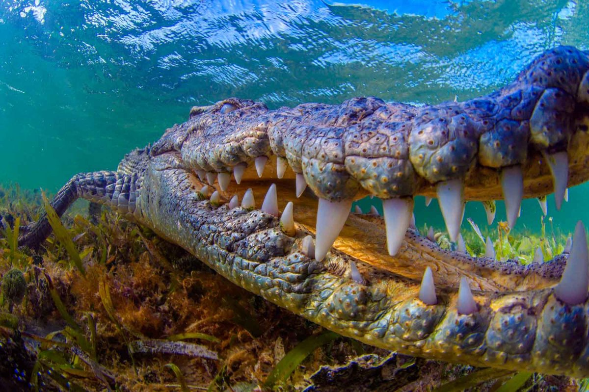 Самые страшные крокодилы