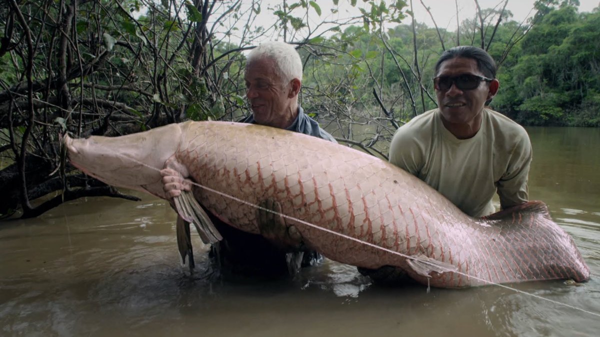 Арапайма рыба Джереми