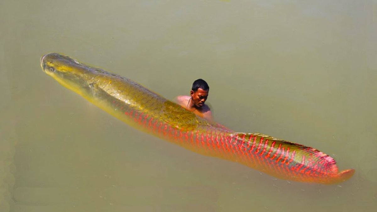 Арапайма аквариумная рыбка