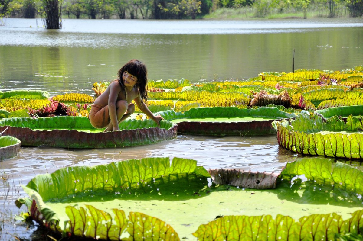 Кувшинка Виктория-Регия