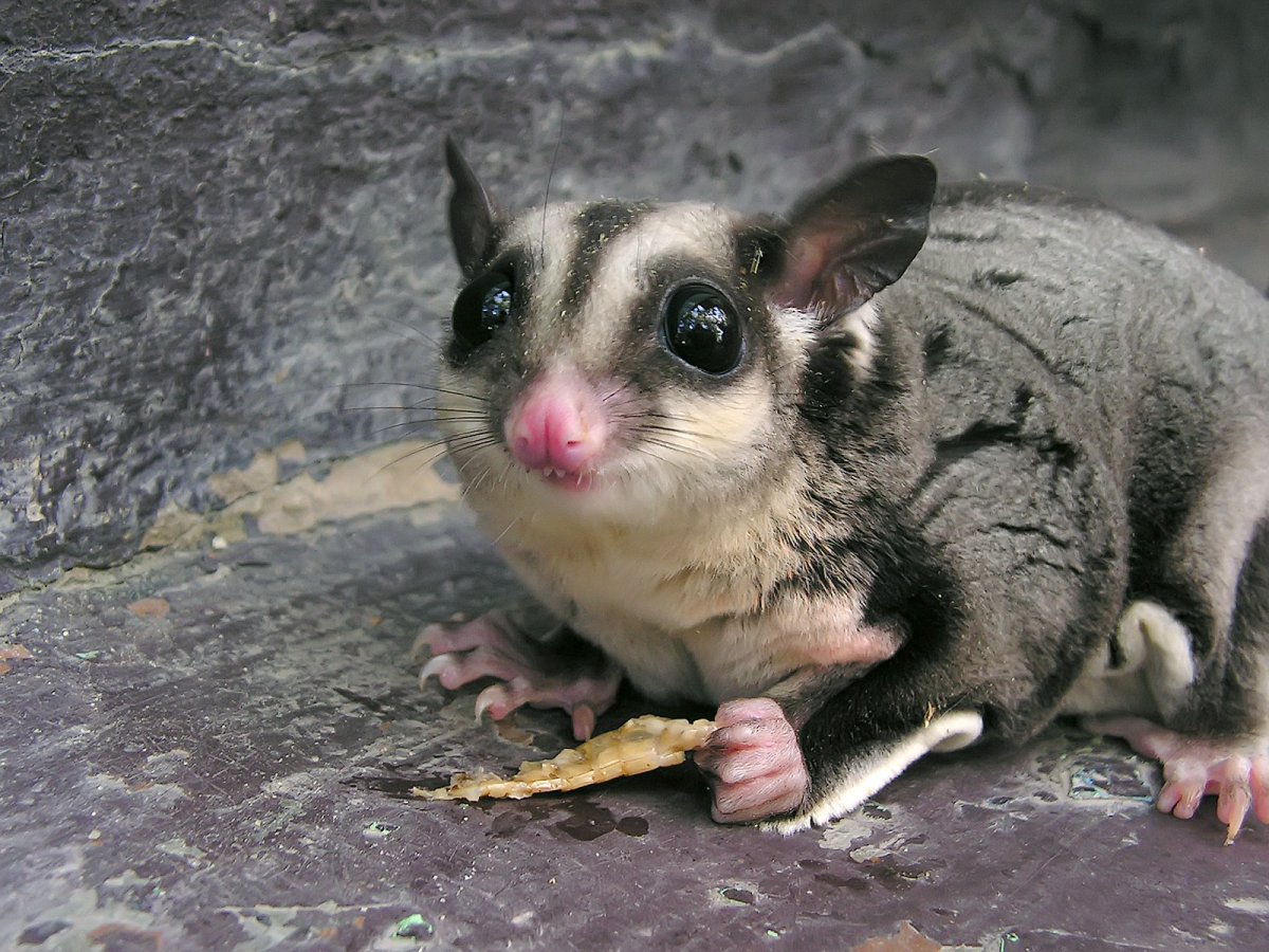 Чучундра, мускусная