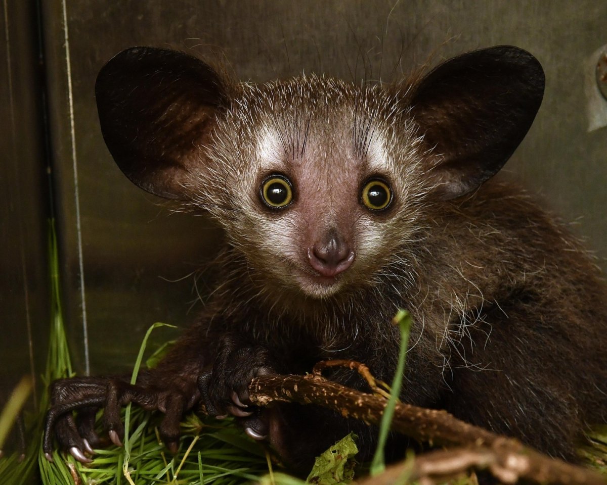 Мадагаскарская двуножка