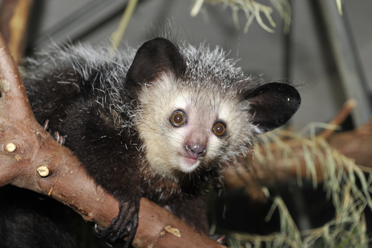 Мадагаскарская сороконожка