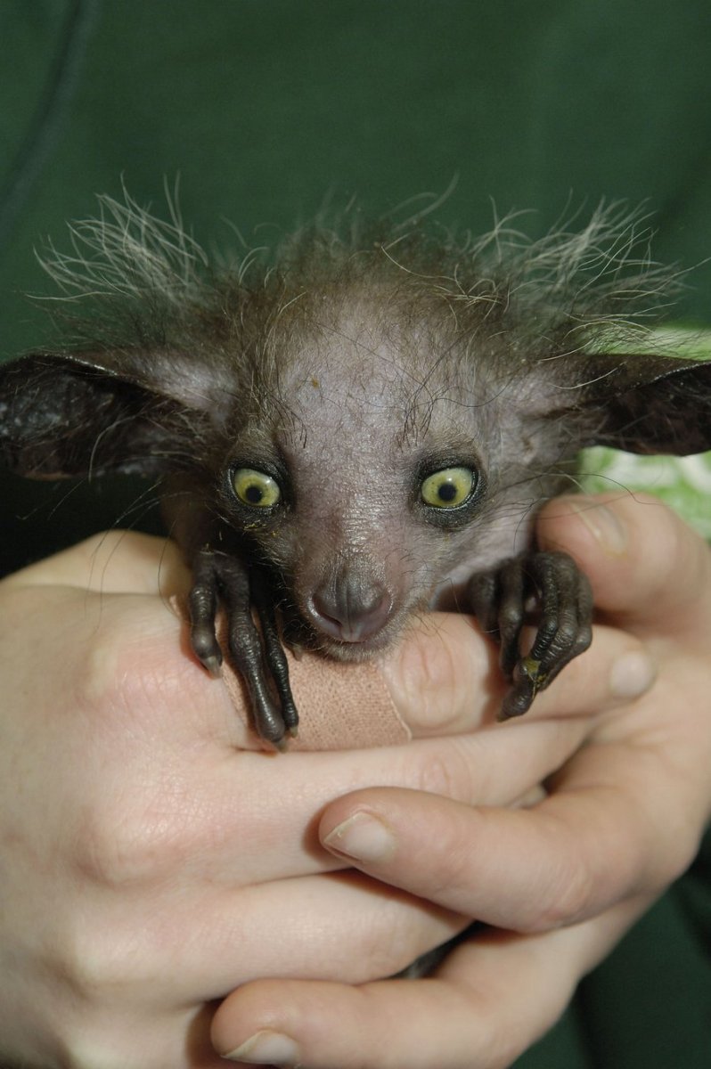 Мадагаскарская сороконожка