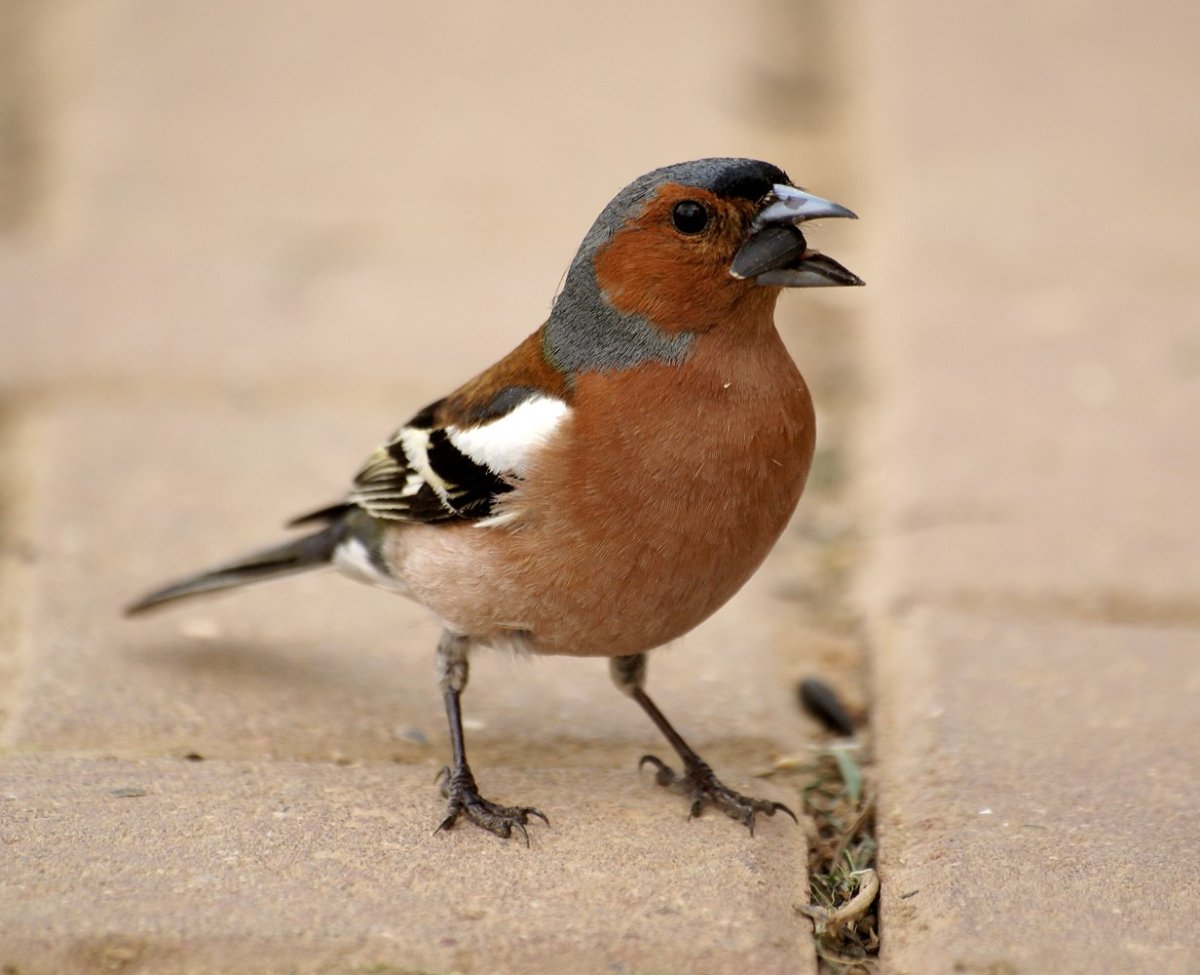 Зарянка Зяблик Дрозд