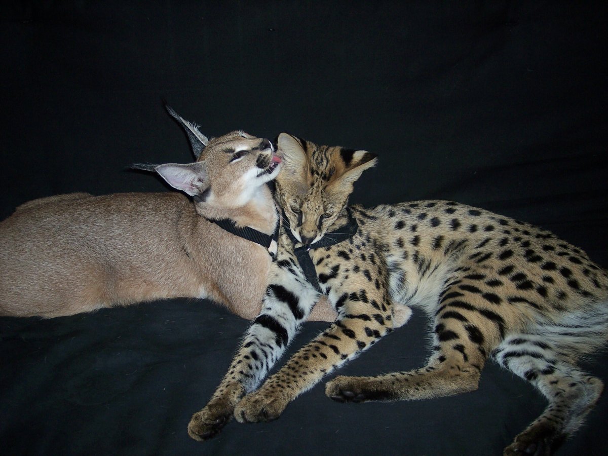 Сервал и каракал