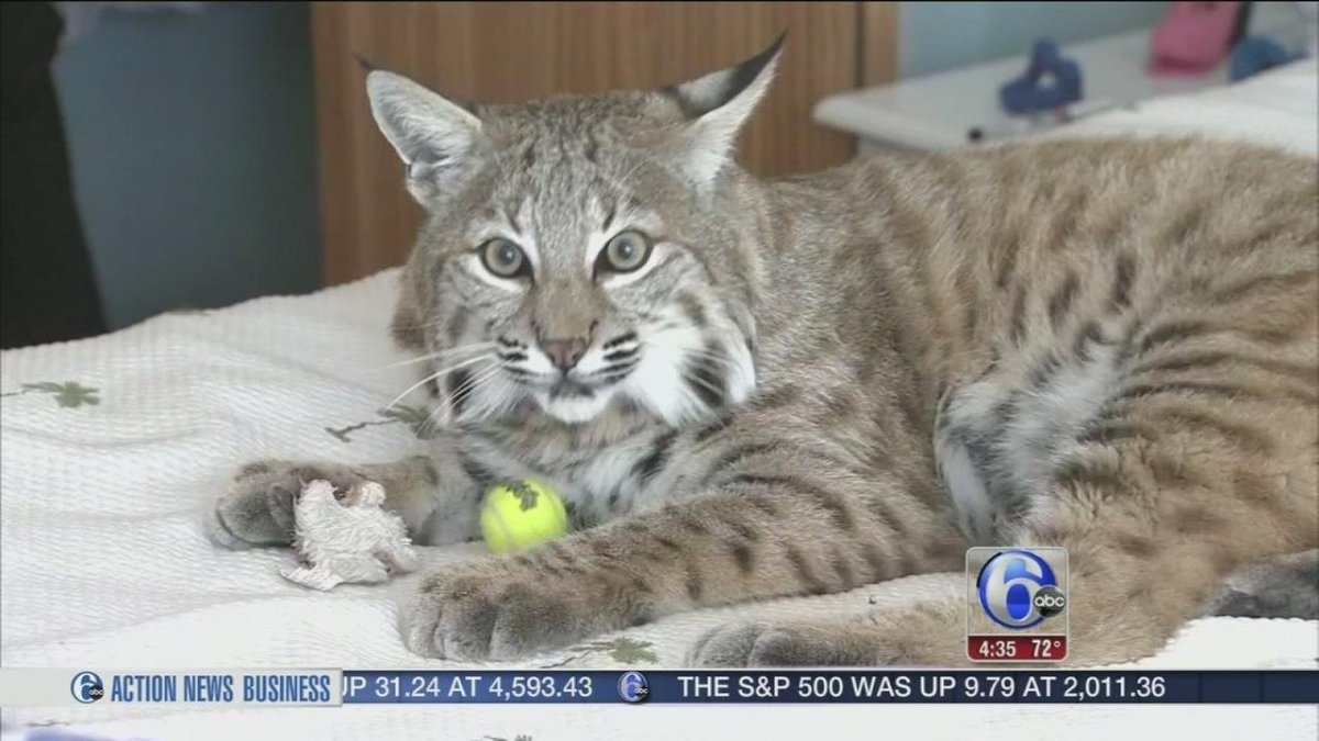 Кот скрещенный с рысью