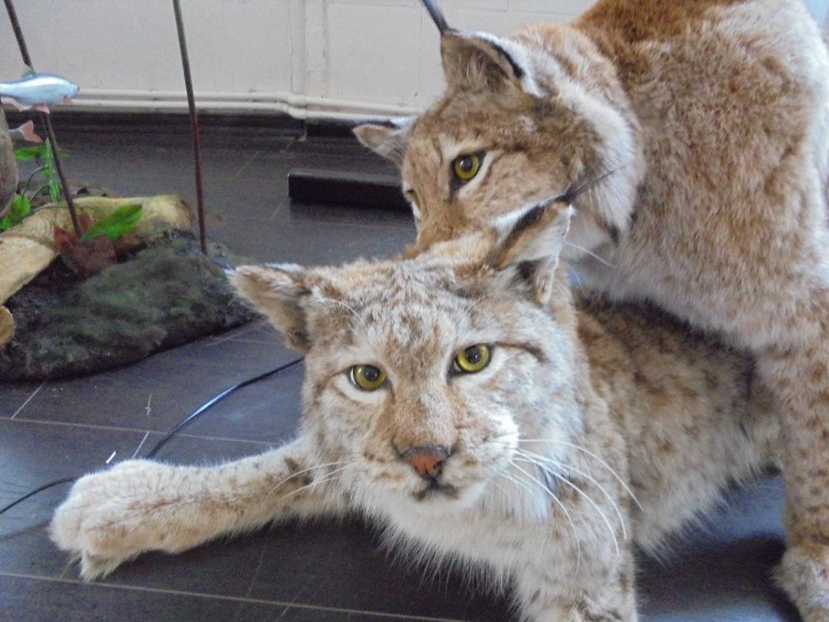 Кот помесь с рысью