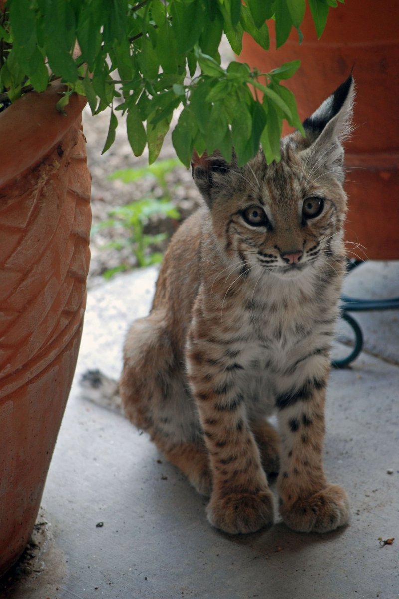 Каракал помесь с рысью