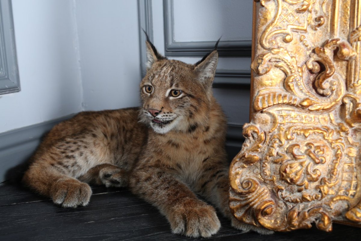 Рысь Сибирская одомашненная