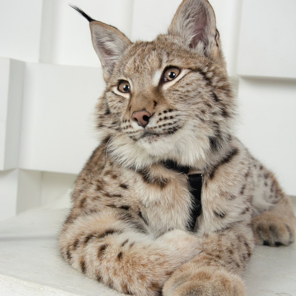 Эш Линкс Рысь