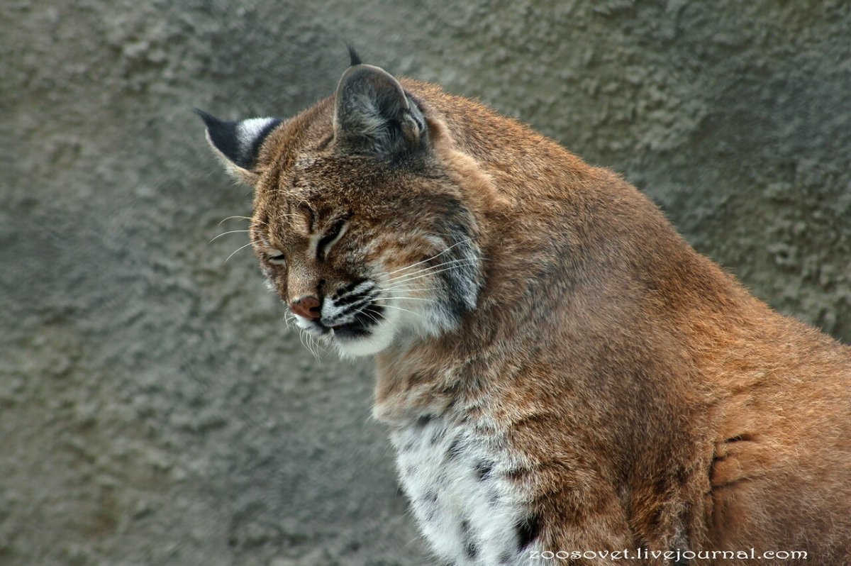 Гибрид рыси