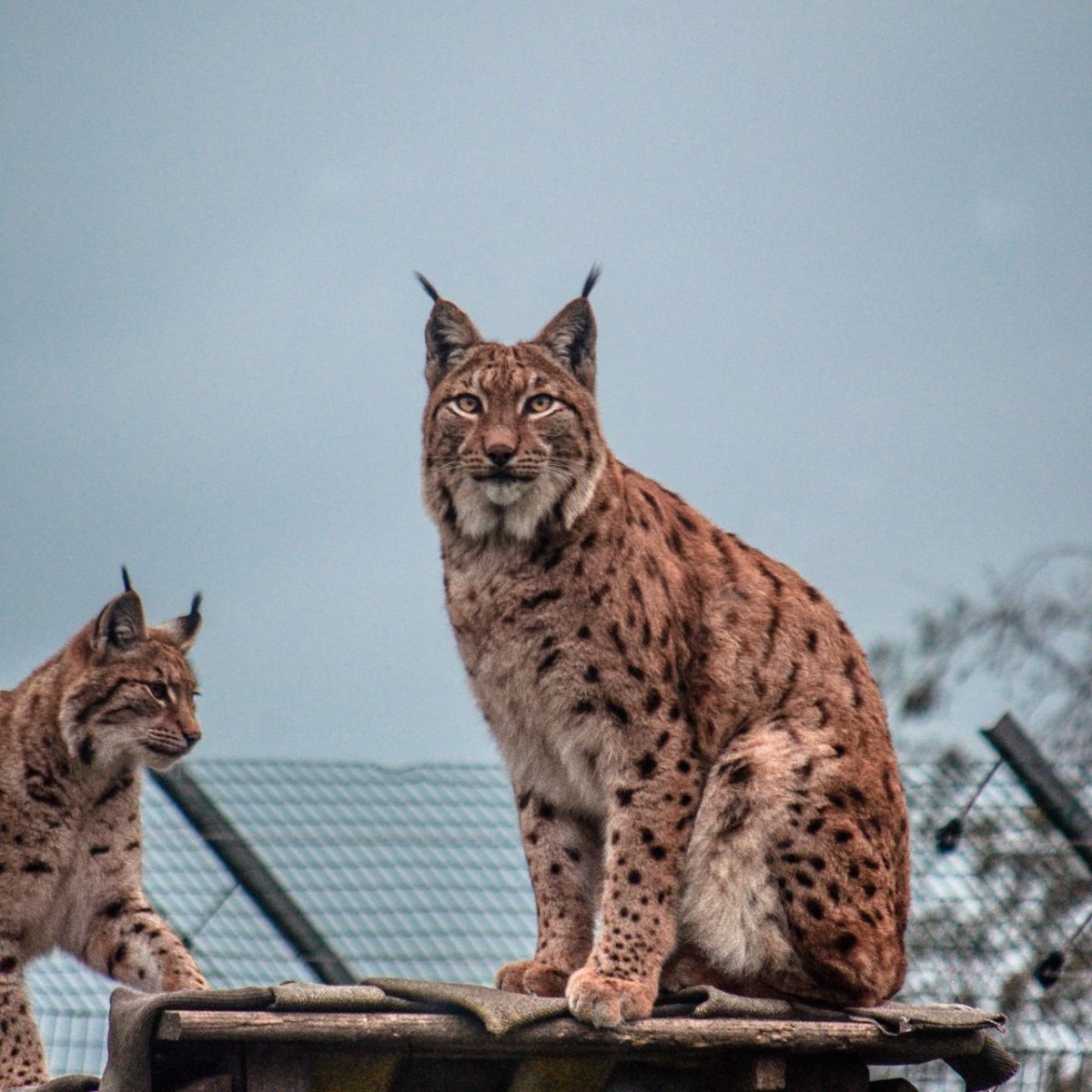 Огромная Рысь