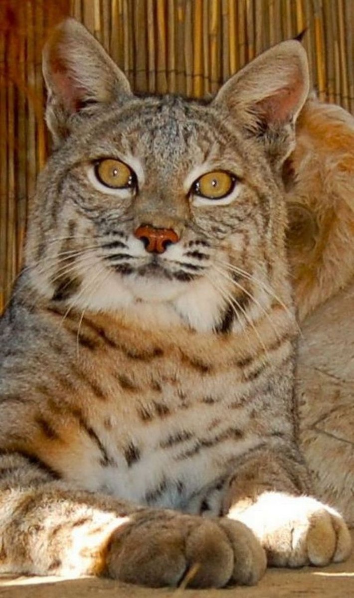 Бобкэт Рысь