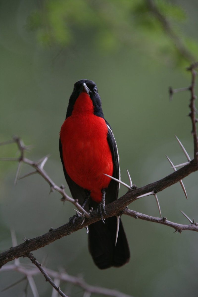 Краснолобая петроика