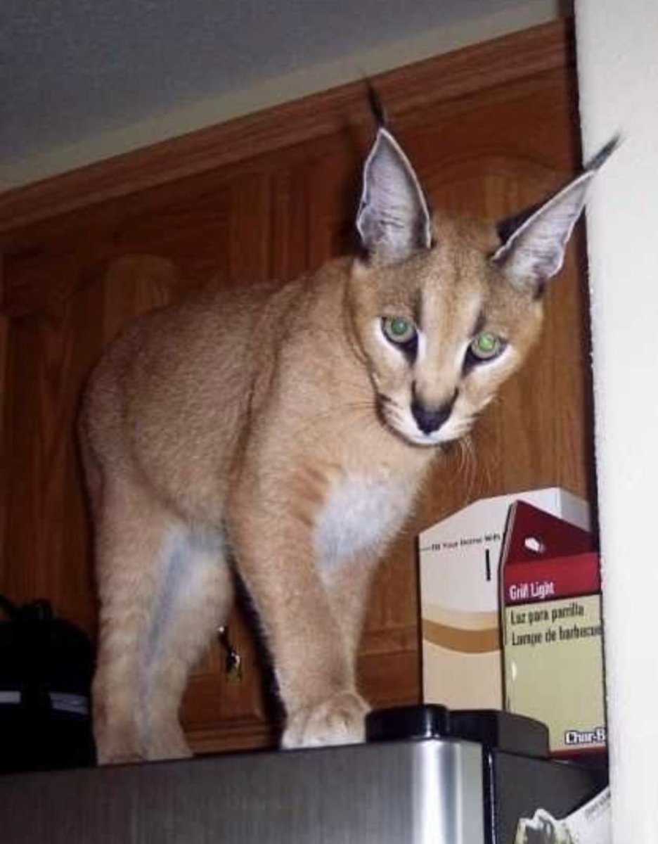 Каракал гибрид