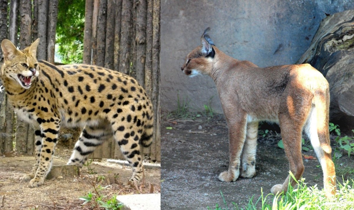 Гибрид сервала и каракала