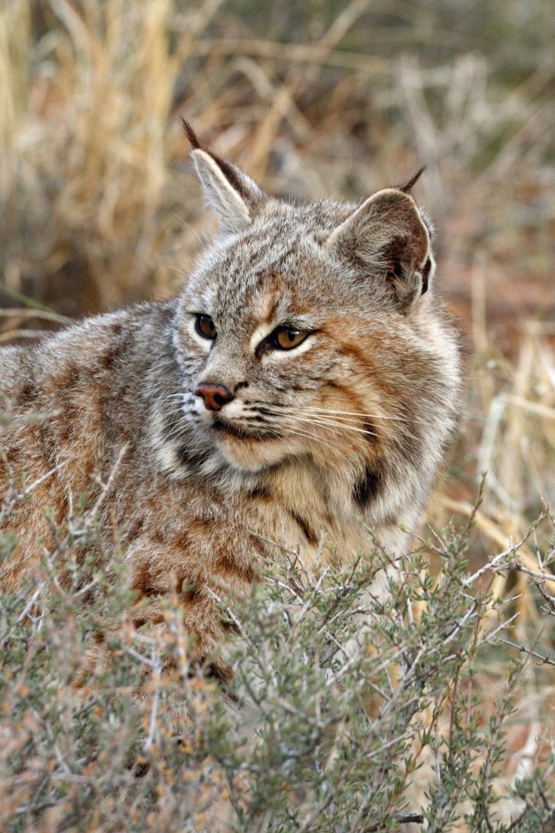 Гибрид рыси