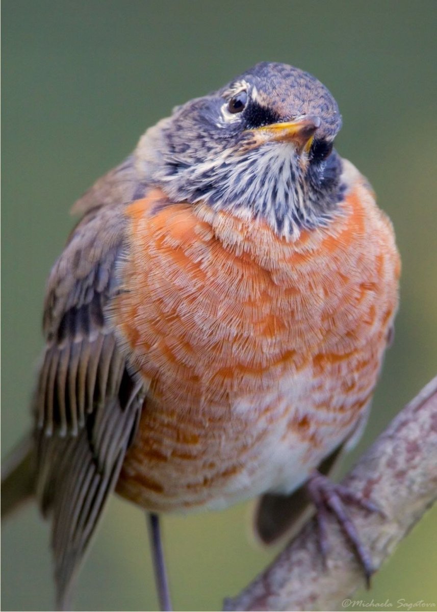 Странствующий Дрозд (turdus migratorius)