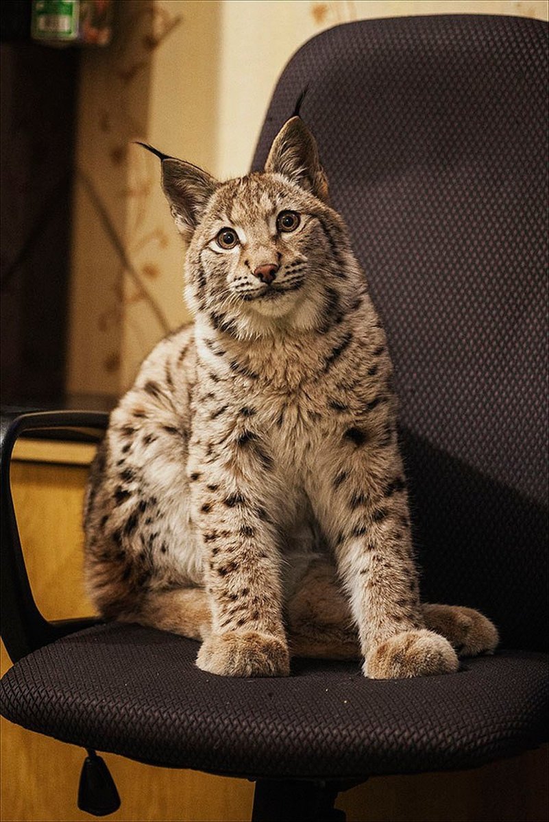 Кошка породы Рысь