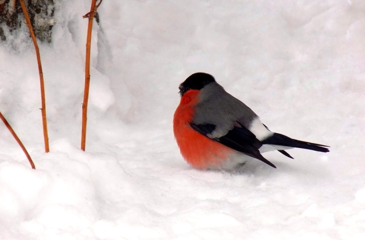 Снегири на снегу