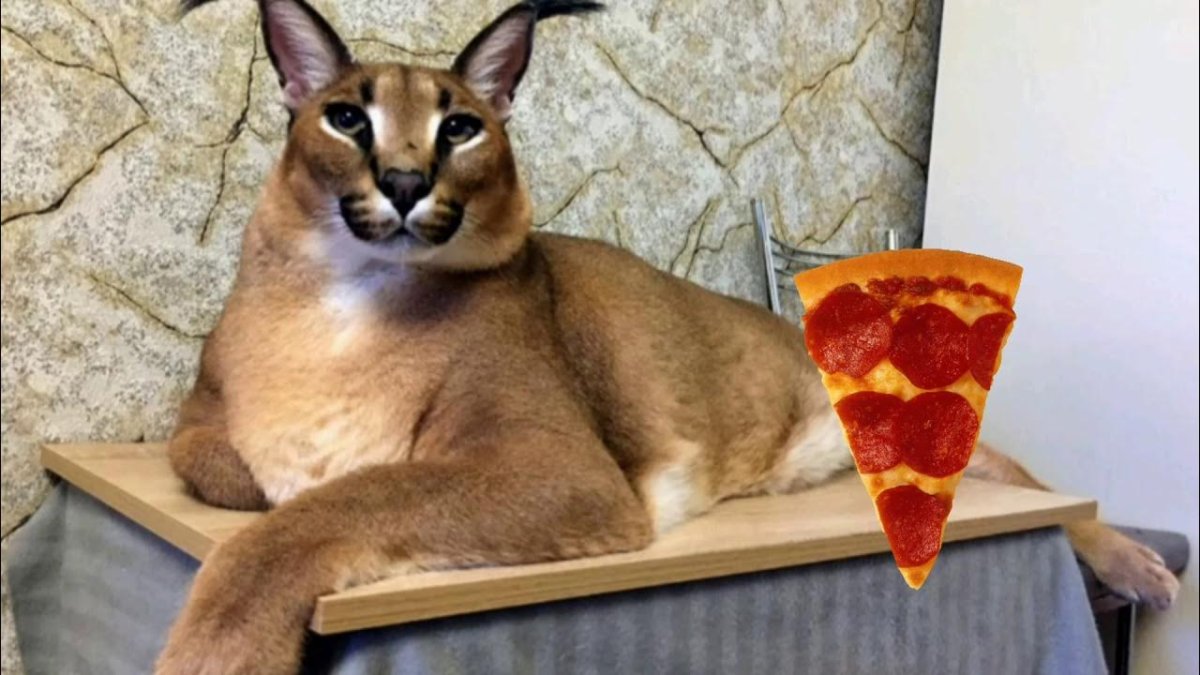 Каракал пустынная Рысь Шлепа