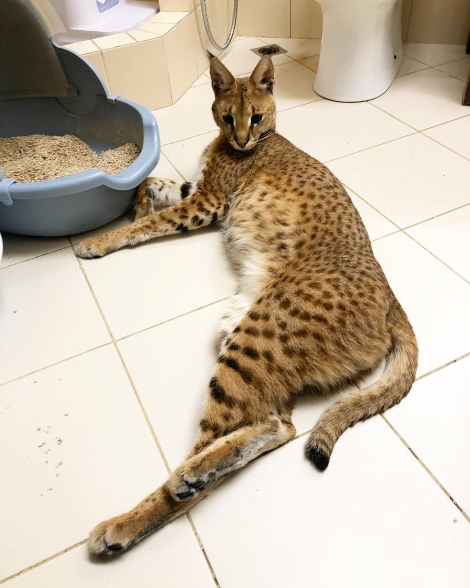 Смесь сервала