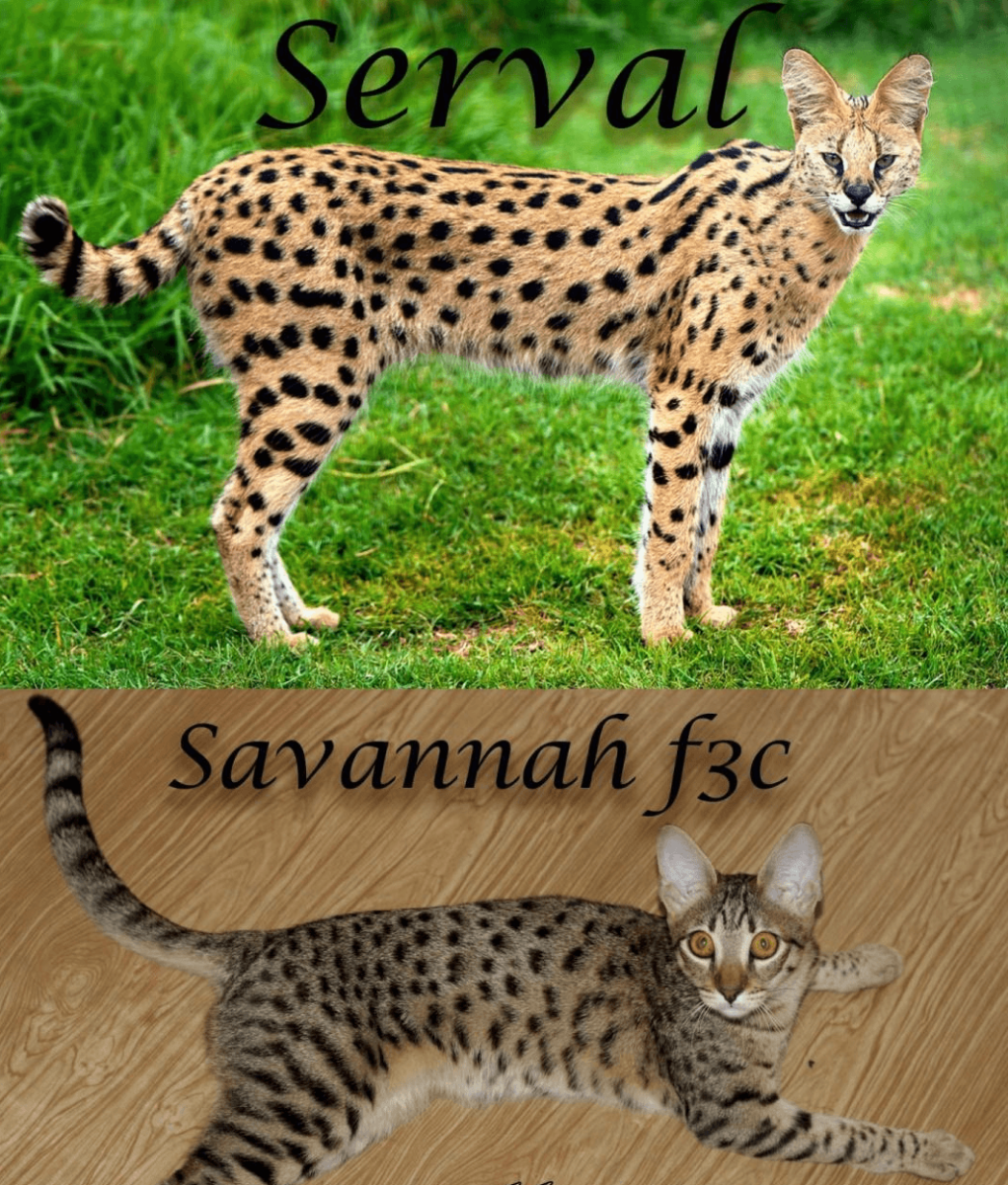 Сервал Саванна породы кошек