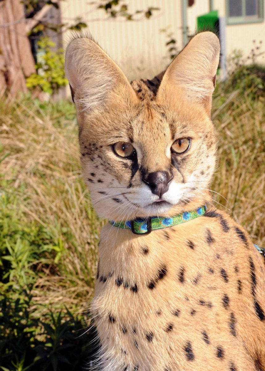 Сервал каракет