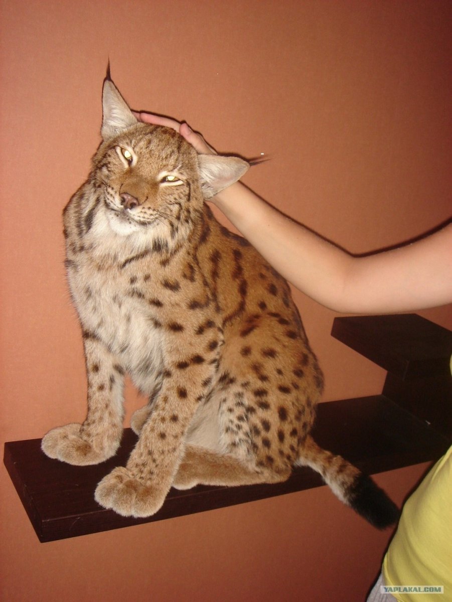 Рысь и Мейн кун