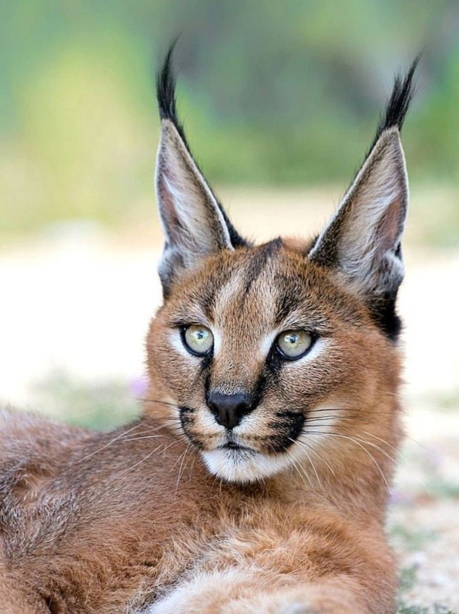 Порода каракал