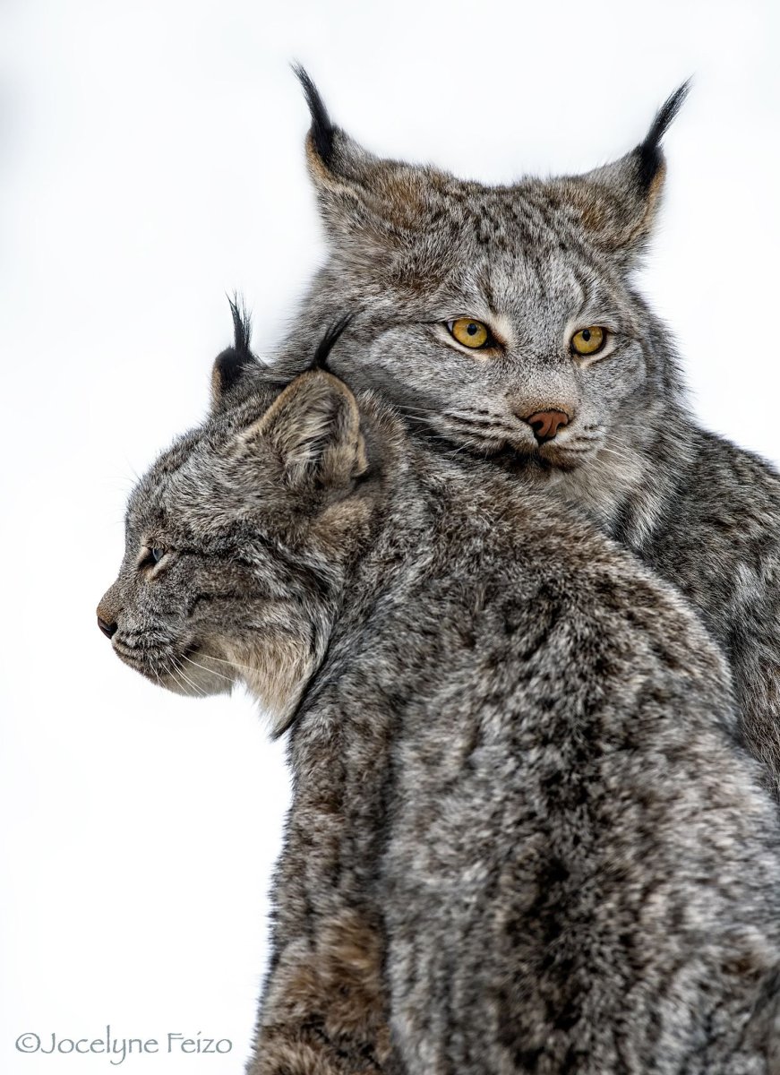 Канадская Рысь Бобкэт