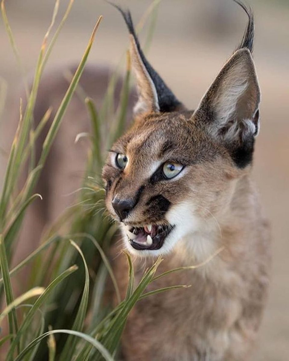 Рысь каракал